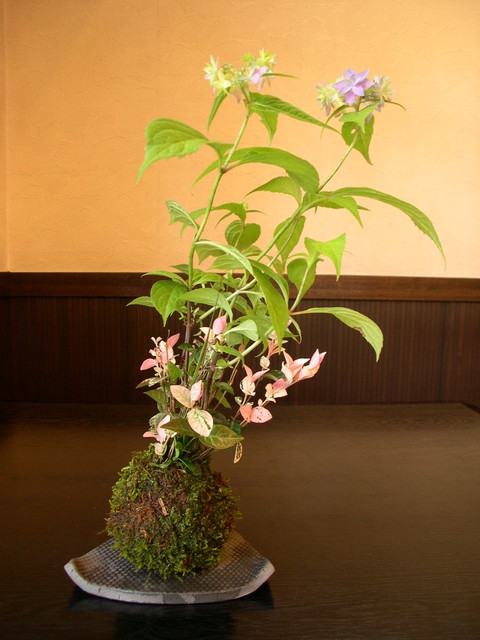 草盆栽 野草の寄せ植え Japanese Garden Other By Pappus パップス Garden Plants Houzz 草盆栽 野草の寄せ植え Japanese Garden Other By Pappus パップス Garden Plants Houzz