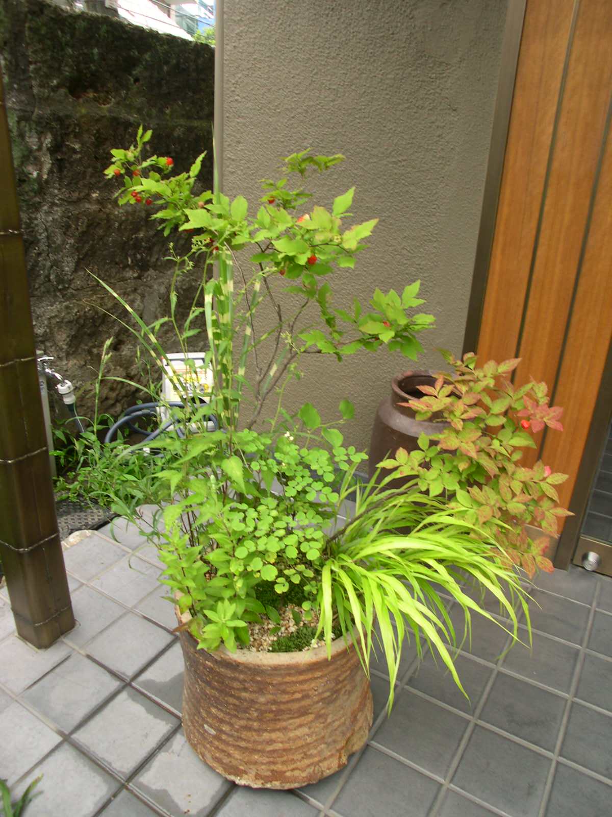 草盆栽 野草の寄せ植え Japanese Landscape Other By Pappus パップス Garden Plants Houzz
