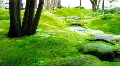 緑のふわふわカーペット 苔の特徴を知ってモスガーデンを作ろう Houzz ハウズ