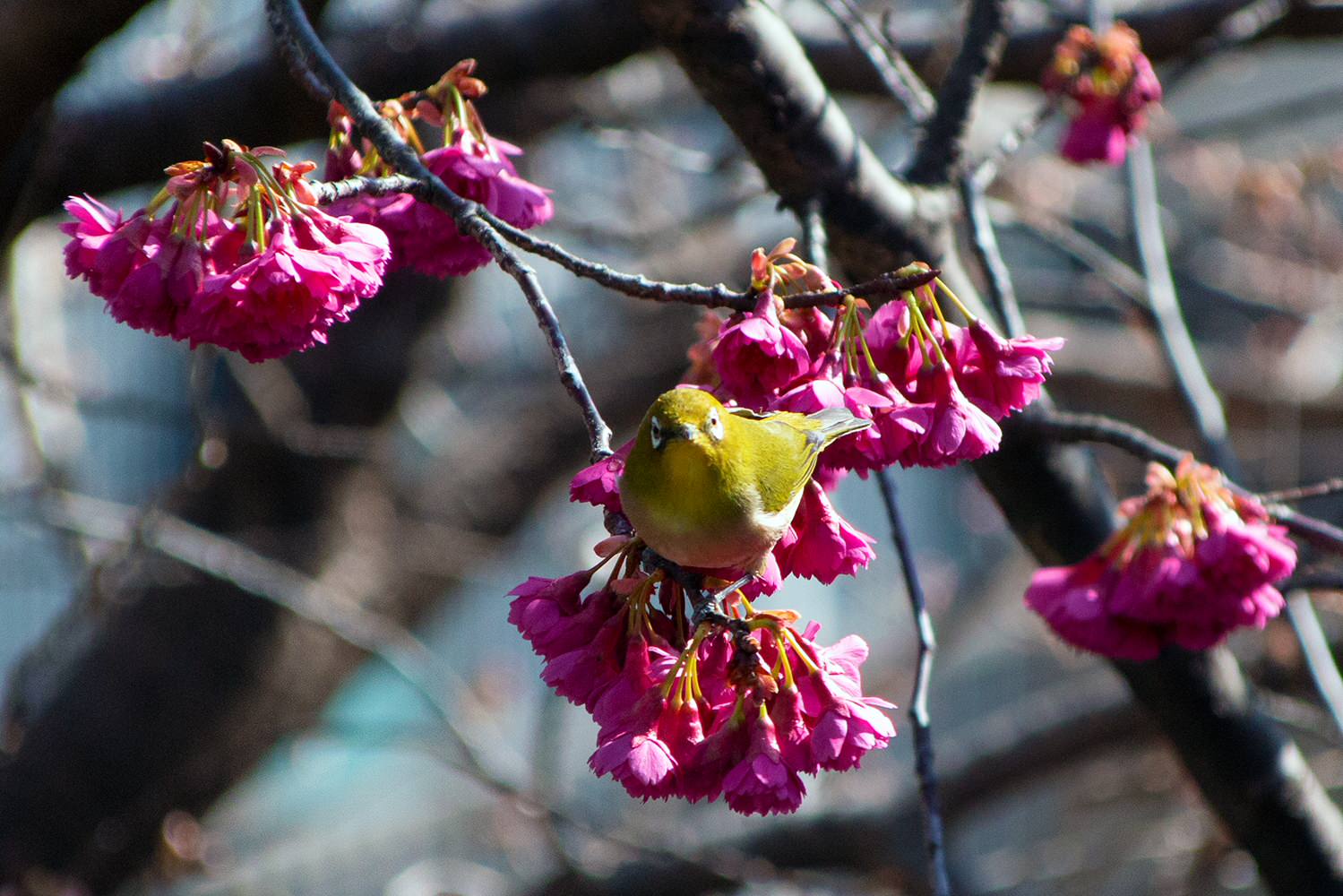 鳥と一緒に食事 Modern Landscape Other By 市中山居 Houzz 鳥と一緒に食事 Modern Landscape Other By 市中山居 Houzz