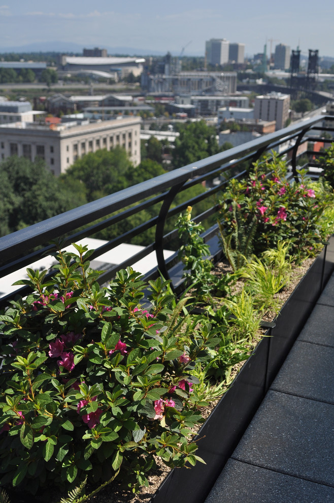 Пример оригинального дизайна: балкон и лоджия в современном стиле с растениями в контейнерах без защиты от солнца