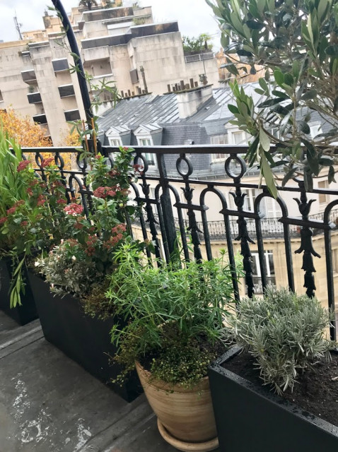 Balcon filant - Méditerranéen - Balcon - Paris - par Ma Petite Jardinière |  Houzz