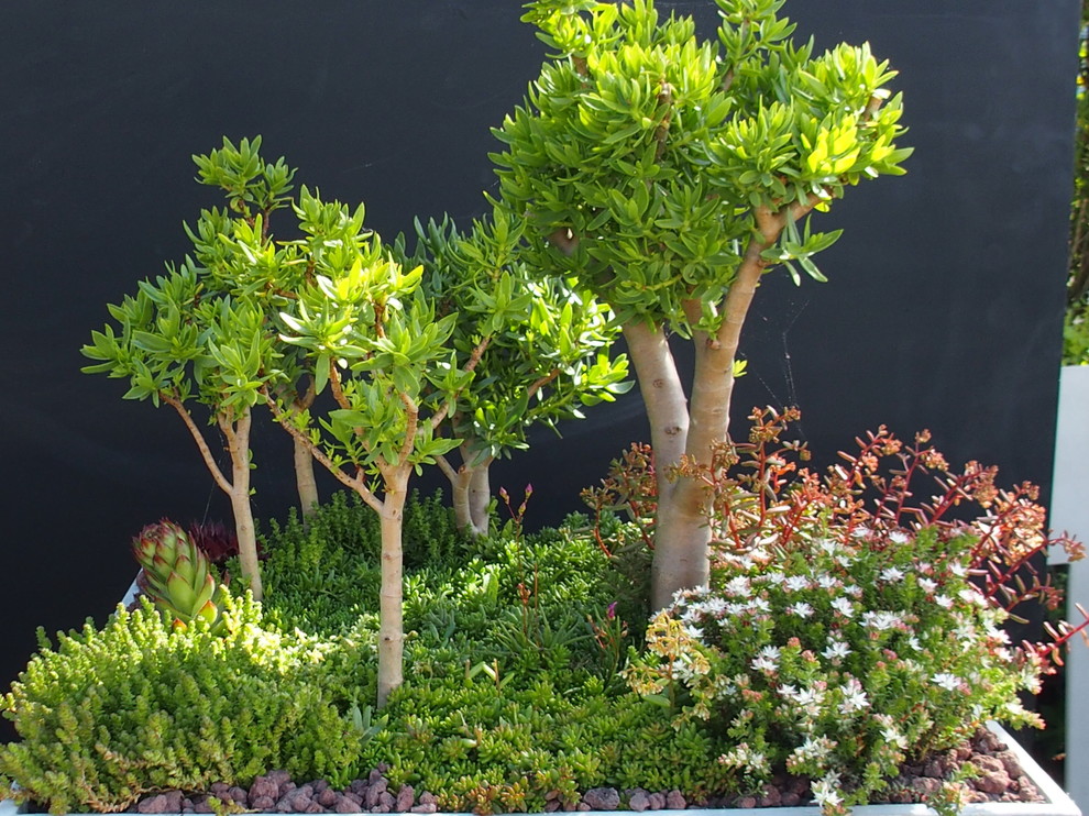 Cette image montre un petit balcon minimaliste avec des plantes en pot.