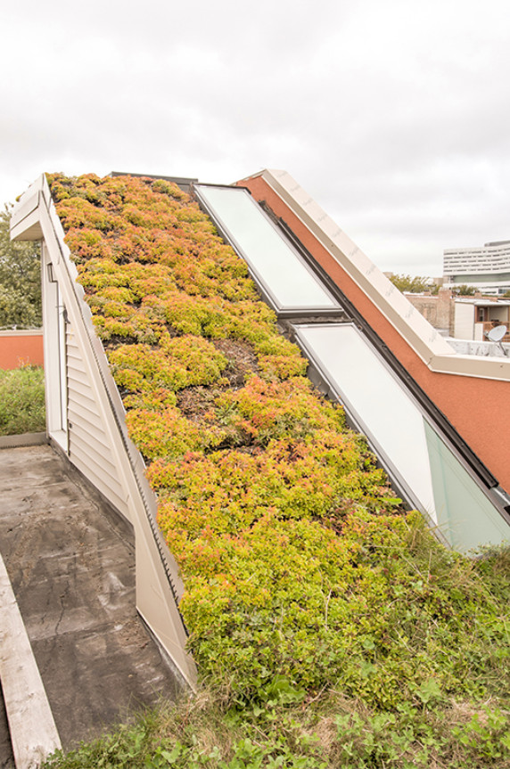 Photo of a medium sized traditional roof terrace in Chicago with a living wall and no cover.