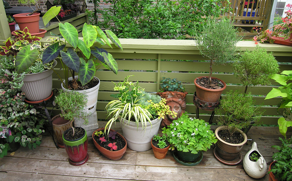 Kleine Urige Terrasse hinter dem Haus mit Kübelpflanzen in Chicago