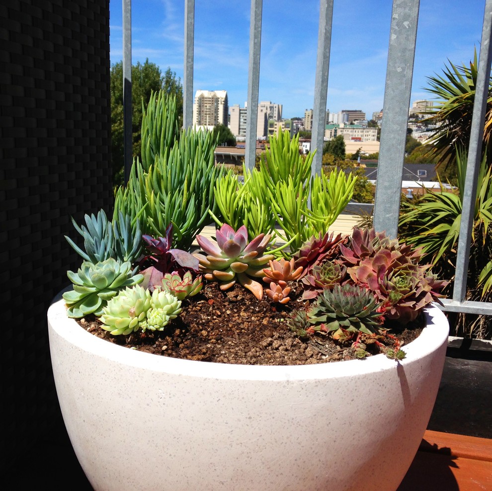 Ispirazione per una piccola terrazza contemporanea sul tetto con un giardino in vaso e nessuna copertura