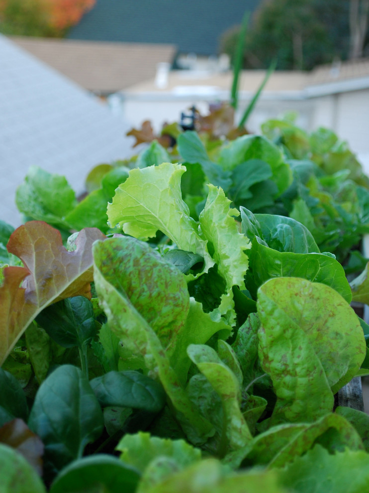 Growing Lettuce in Window Boxes Eclectic Deck San Francisco by