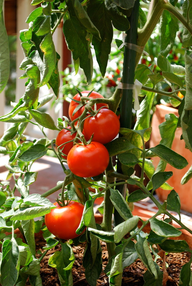 Growing Tomatoes in Containers Traditional Deck San Francisco