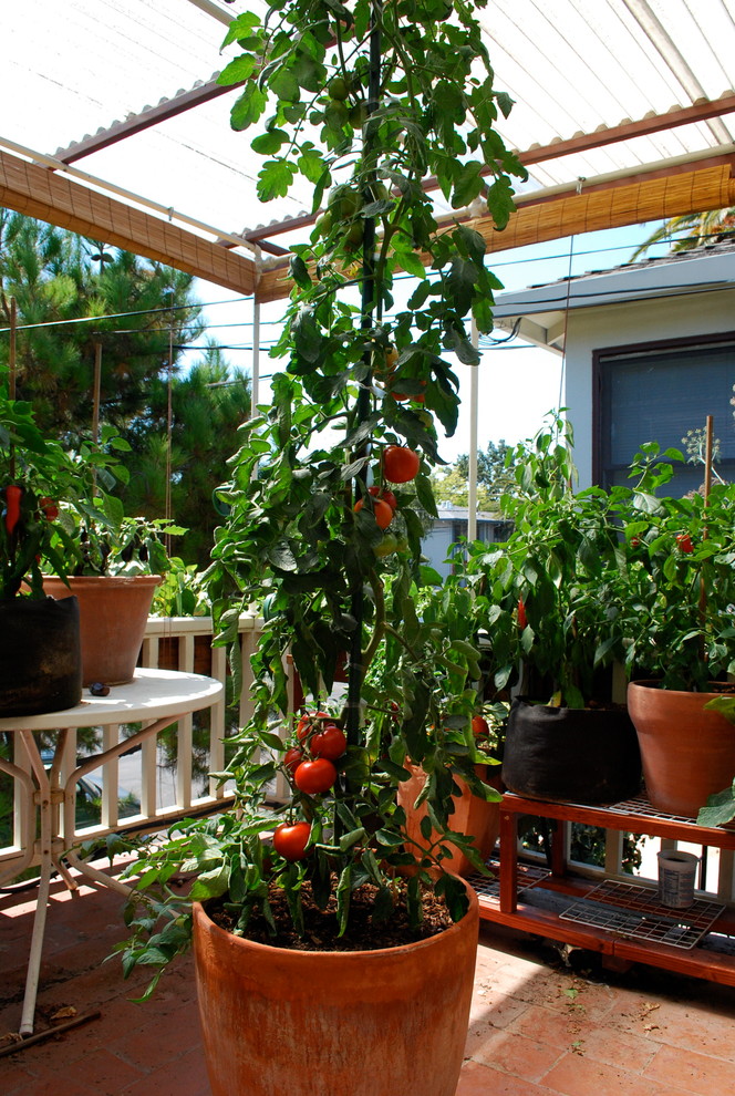 Growing Tomatoes in Containers Traditional Deck San Francisco