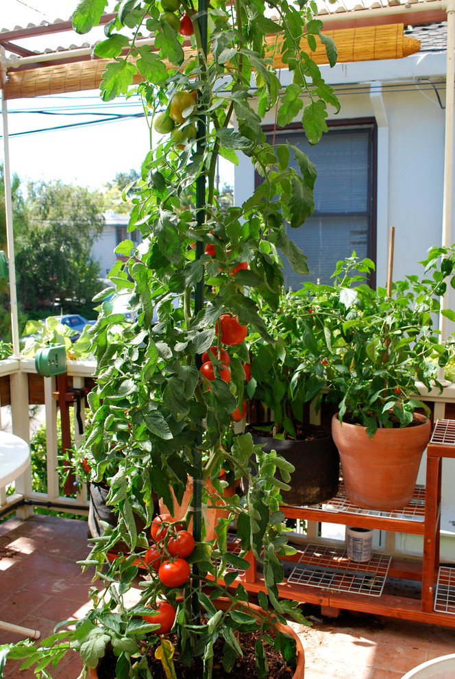 Growing Tomatoes in Containers Traditional Deck San Francisco