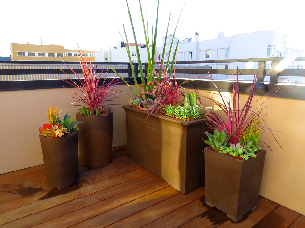 Idee per una terrazza minimalista sul tetto con un giardino in vaso