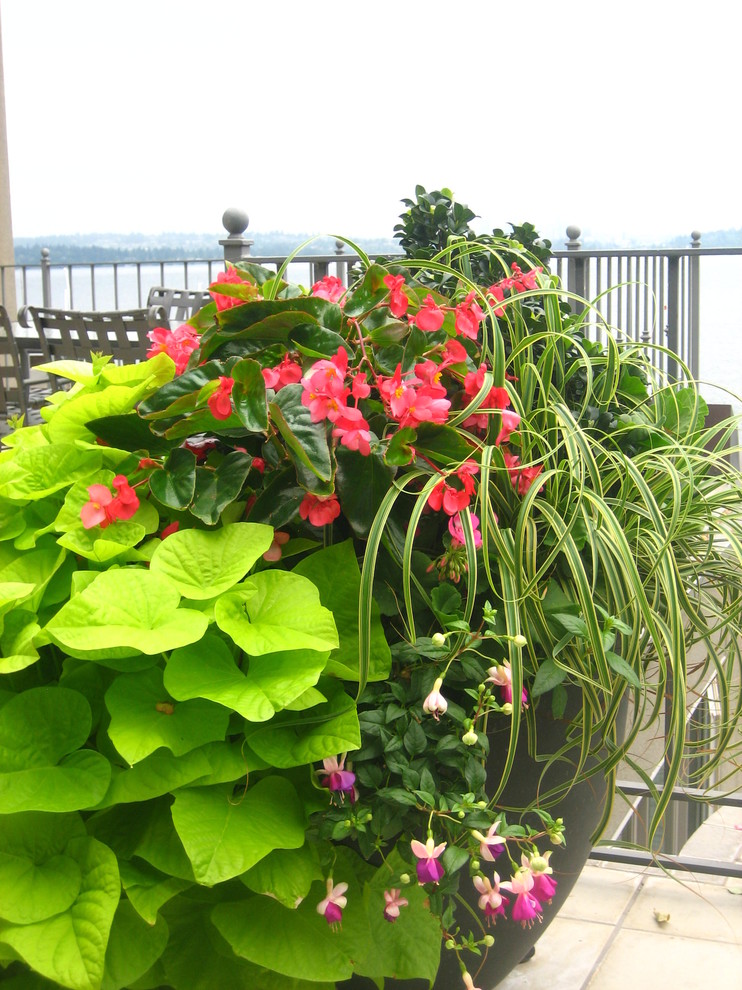 Design ideas for a large contemporary roof terrace in Seattle with a potted garden and no cover.