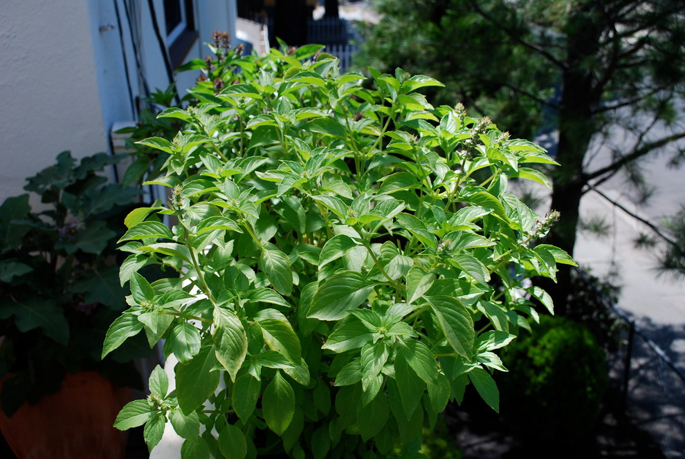 'Mrs. Burns' Lemon' Basil Growing in a Window Box Eclectic Deck