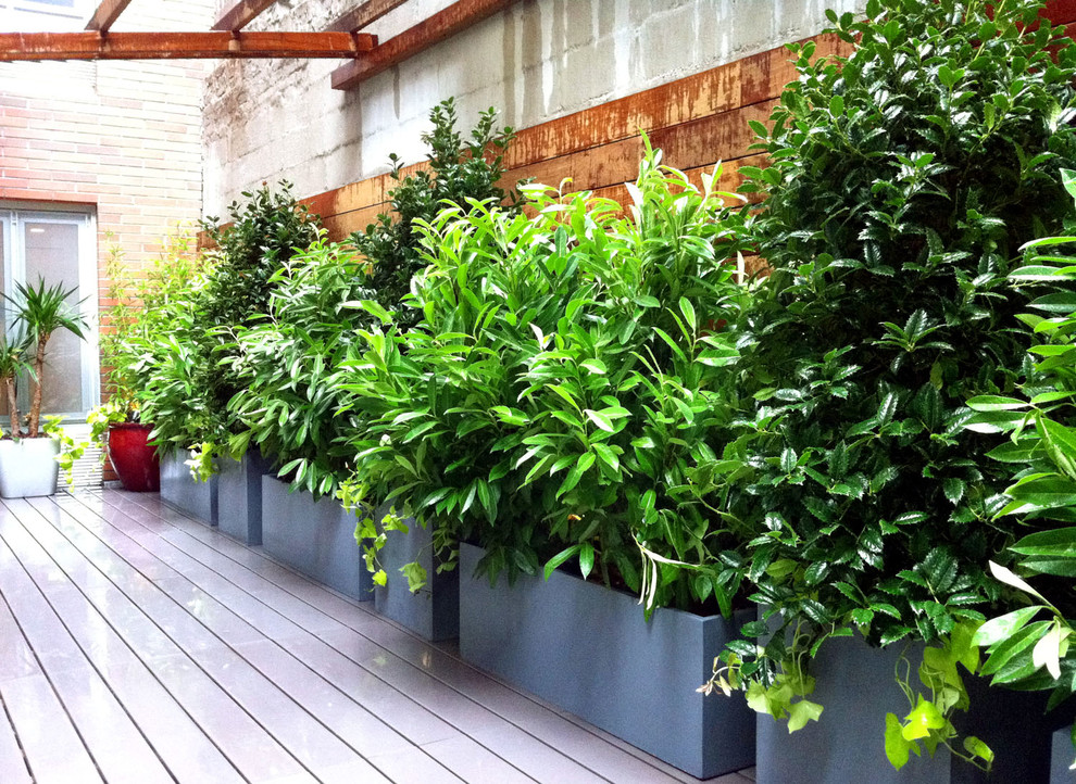Moderne Pergola Terrasse mit Kübelpflanzen in New York
