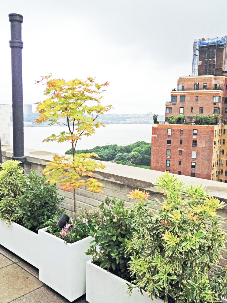 Photo of a contemporary roof terrace in New York with a potted garden.