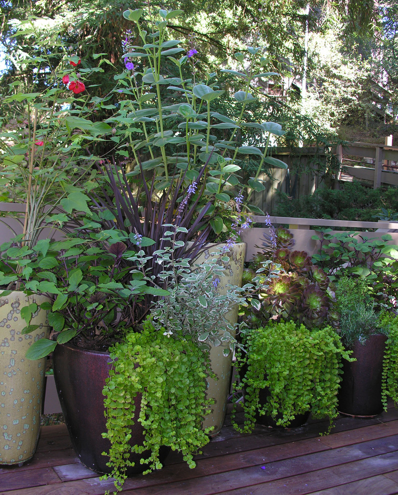 Esempio di una piccola terrazza minimalista nel cortile laterale con un giardino in vaso e nessuna copertura