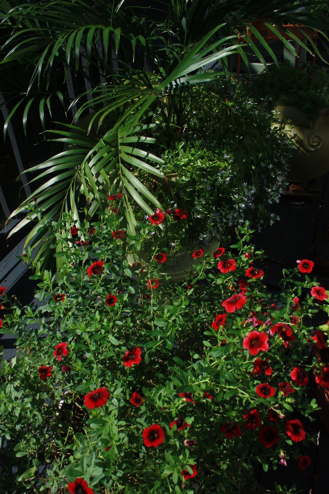 Idée de décoration pour un jardin en pots arrière bohème de taille moyenne.