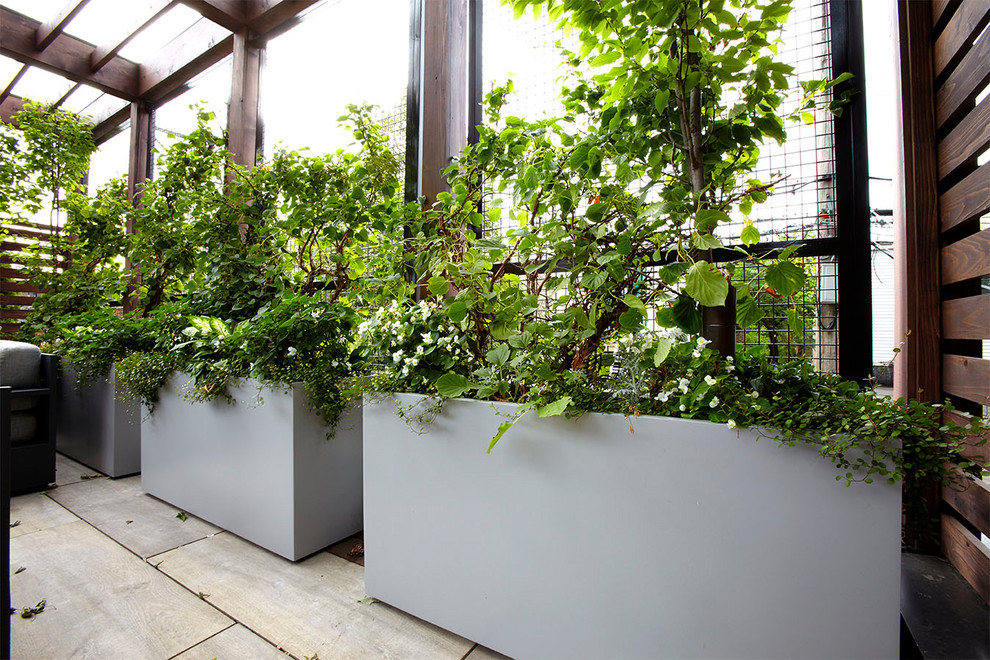 Photo of a medium sized traditional roof terrace in Chicago with a living wall and a pergola.