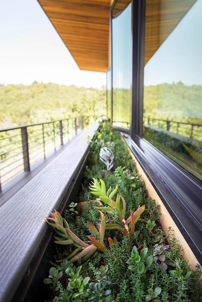 Esempio di un'ampia terrazza moderna dietro casa con un giardino in vaso e un tetto a sbalzo