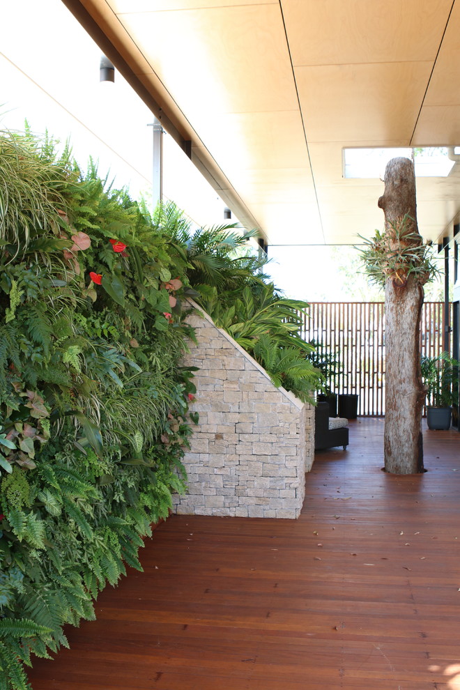 Inspiration for a large contemporary side terrace in Gold Coast - Tweed with a living wall and a roof extension.
