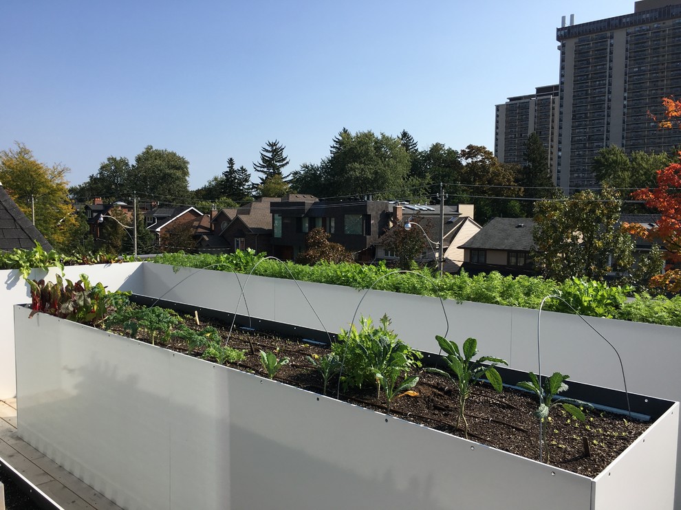 Große, Unbedeckte Moderne Dachterrasse mit Kübelpflanzen in Toronto