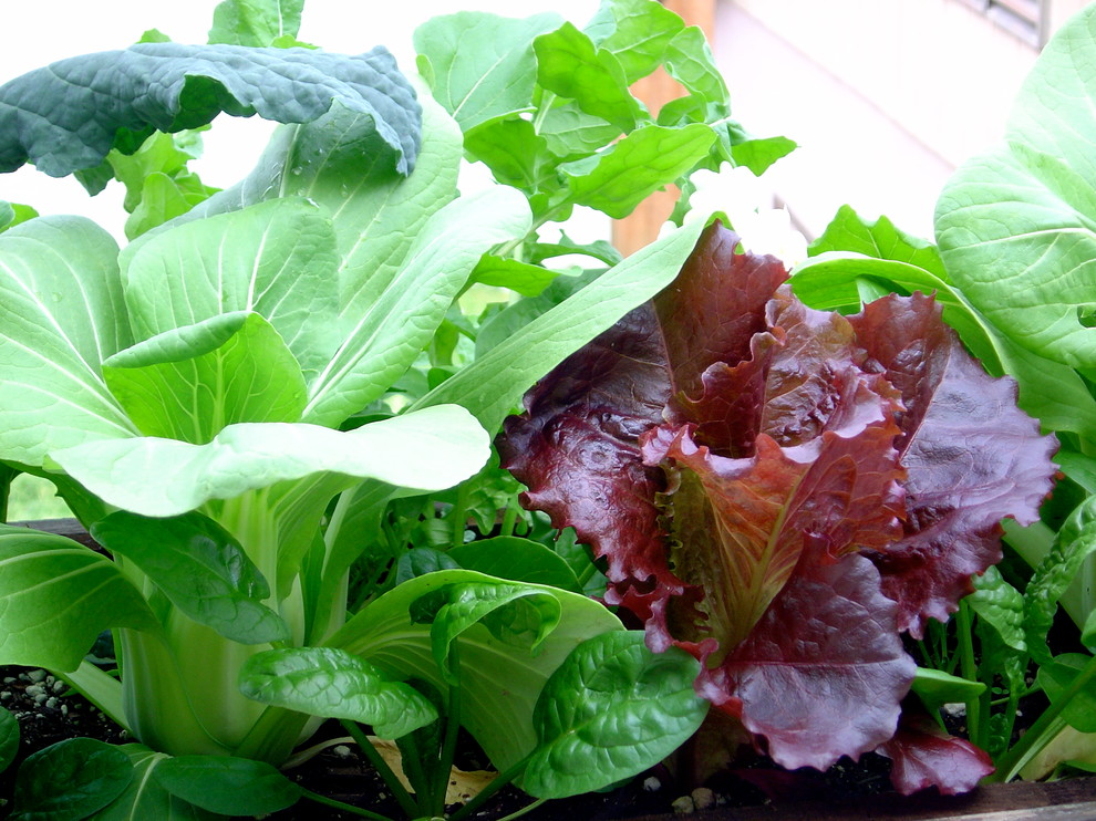 Window Box Vegetables Eclectic Deck San Francisco by Steve Masley Consulting and Design