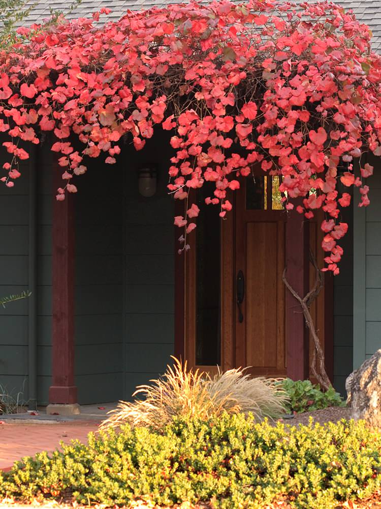 75 Beautiful Ornamental Grape Vine Home Design Ideas & Designs | Houzz AU