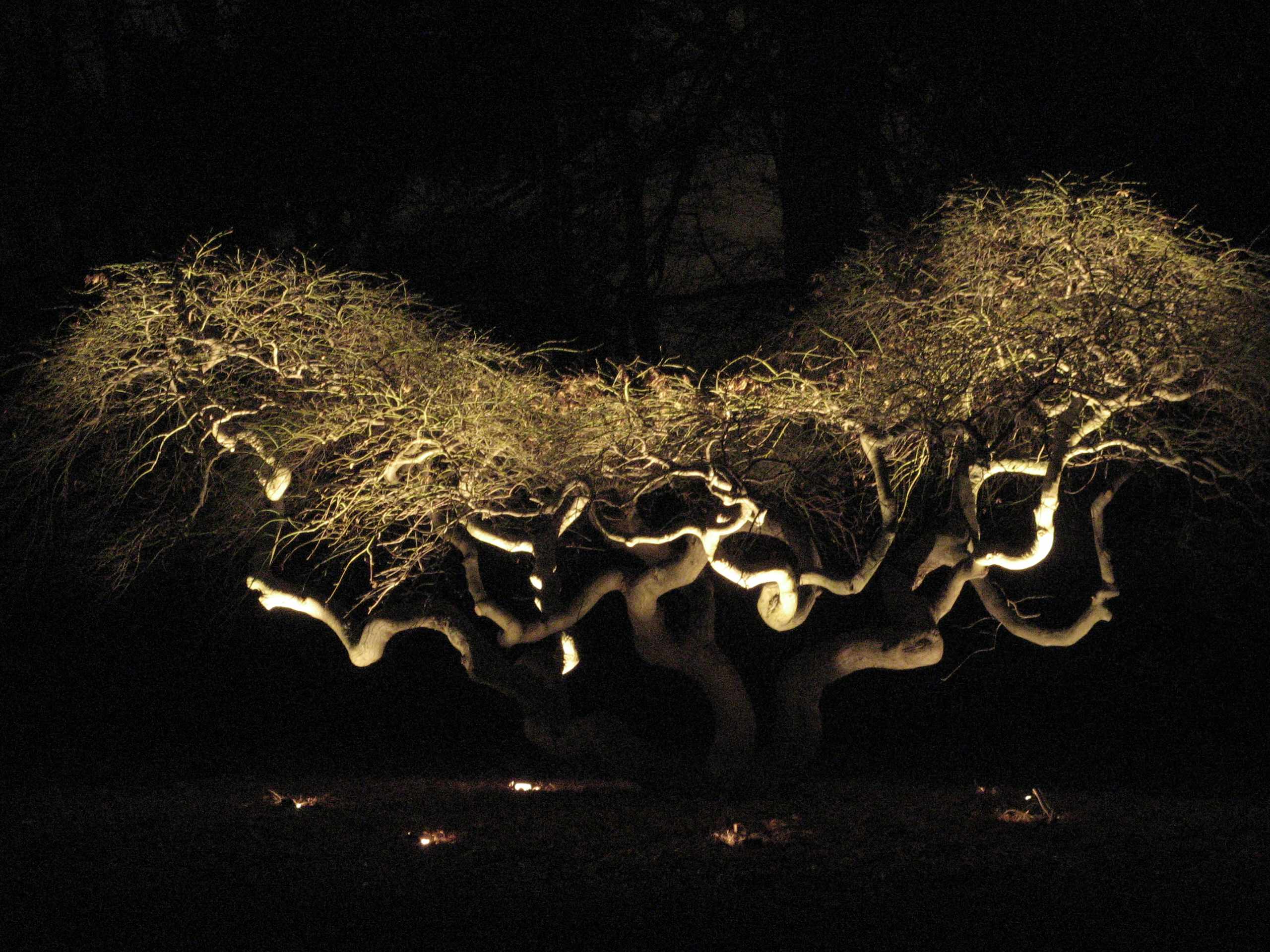 Tree of light. Подсветка дерева верх. Ночной клен с подсветкой. Как сделать дерево со светом. Garden bottom Lighting Tree.