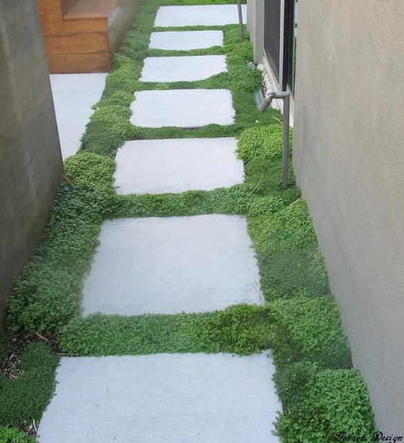 Contemporary landscape style concrete pavers with moss in between