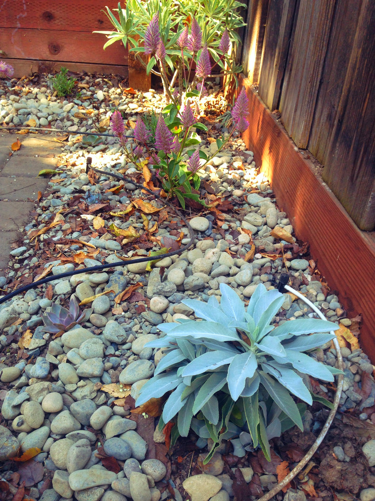Design ideas for a small eclectic landscaping in San Francisco.