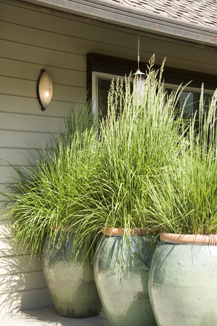 5 Mosquito-Repelling Plants for Your Balcony