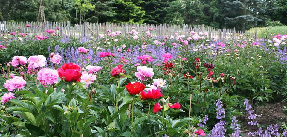 Cottage Garden Englischer Bauern Garten Contemporary Landscape