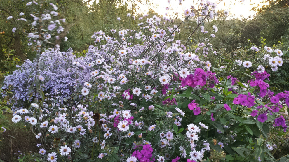 Cette image montre un jardin latéral rustique de taille moyenne et l'automne avec un massif de fleurs et une exposition ensoleillée.