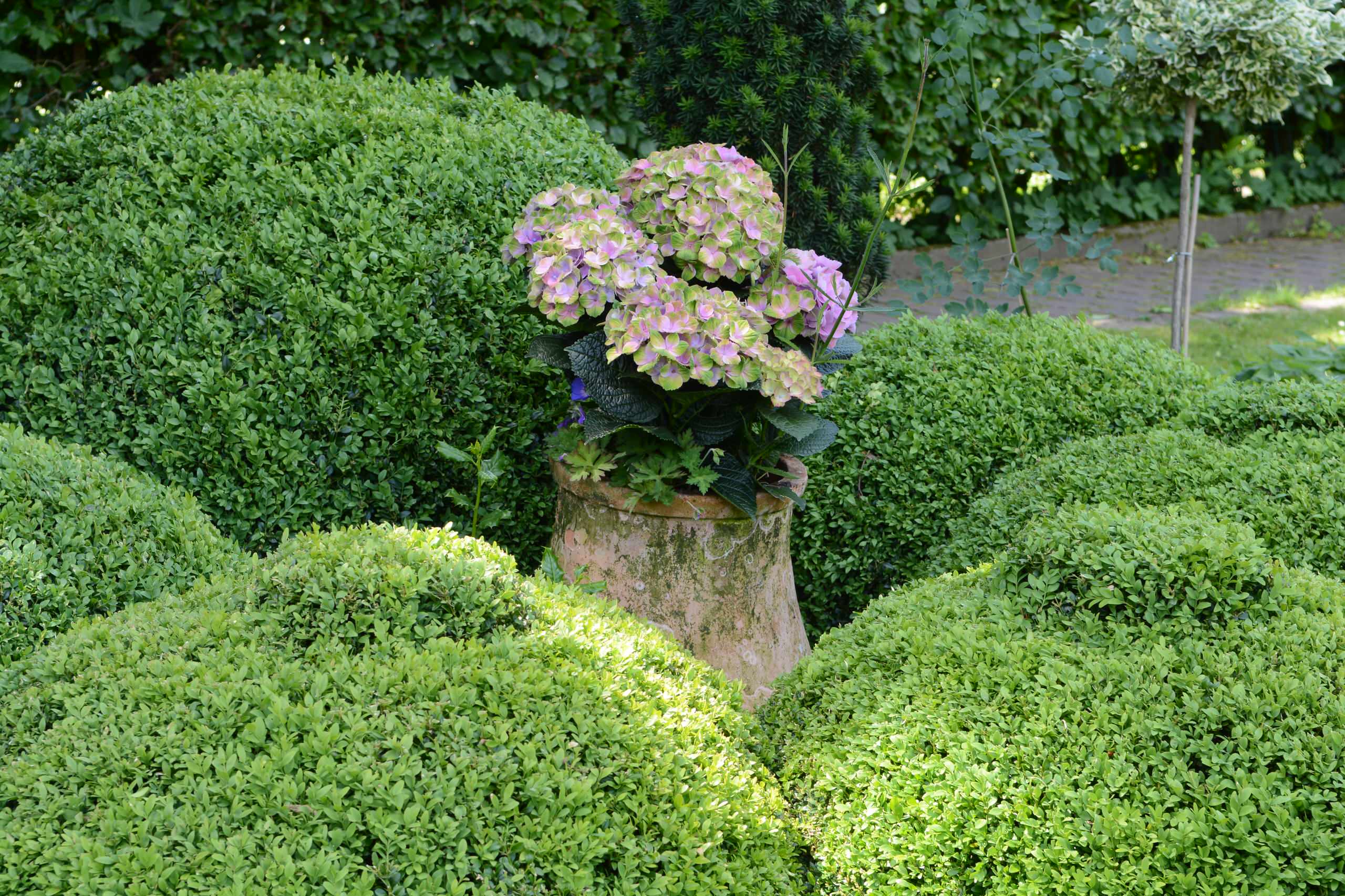 Hortensien! mit Blütenpracht Üppige Schatten im –