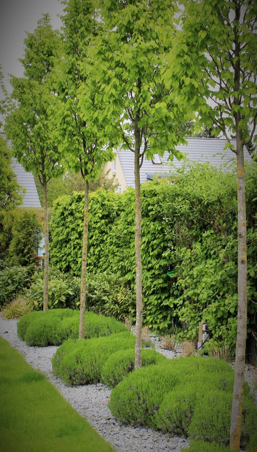 Kleine Riesen: 7 Bäume für den Minigarten