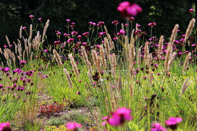 Moderner Garten in Hannover Dachbegrünung mit