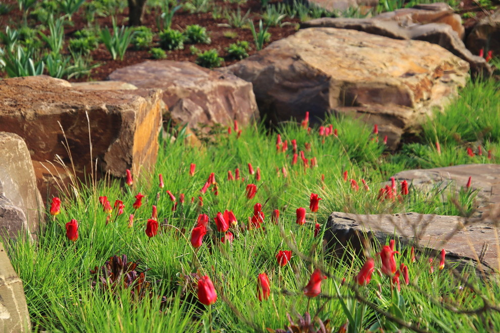 Moderner Garten in Hannover kleine rote Tulpen im früh austreibenden