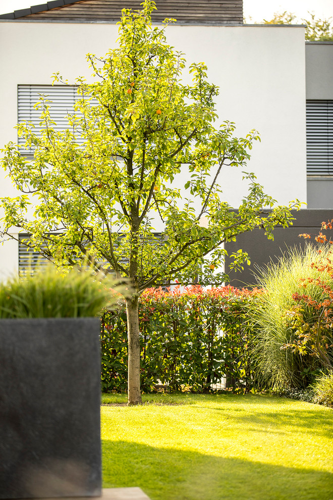 Moderner Garten neben dem Haus in Düsseldorf