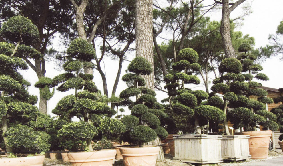Pflanzen 1 Mediterranean Landscape Stuttgart by Kupka Garten