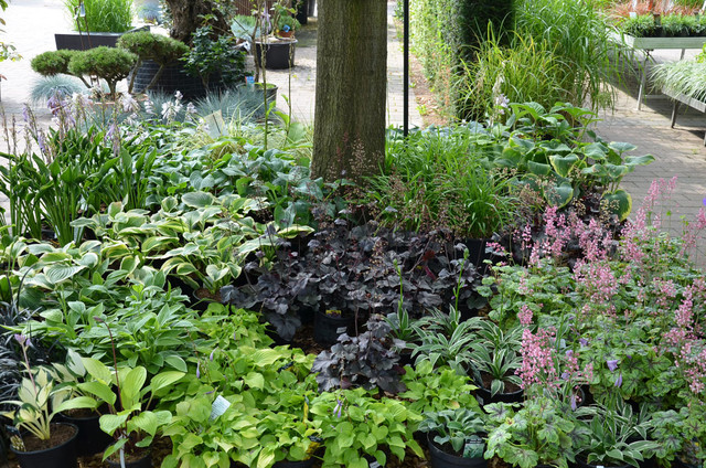 Stauden im Garten von Ehren Garten Hamburg von Garten von Ehren