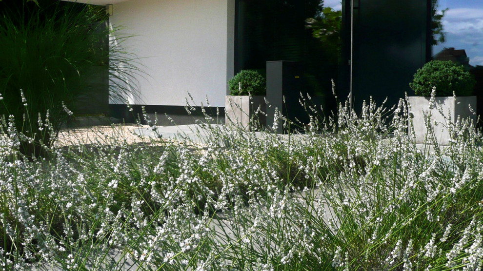 Foto di un'aiuola design esposta in pieno sole davanti casa con pavimentazioni in cemento