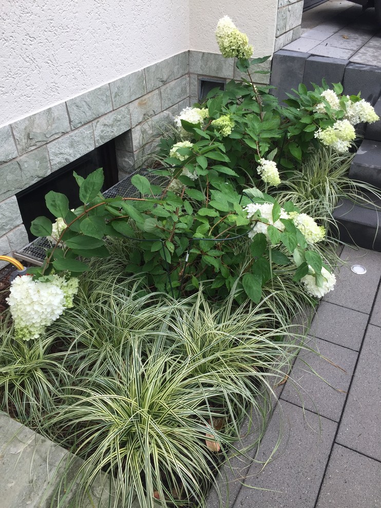 Стильный дизайн: маленький тенистый, весенний регулярный сад на переднем дворе в современном стиле с садовой дорожкой или калиткой и покрытием из каменной брусчатки для на участке и в саду - последний тренд
