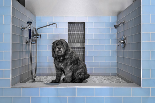 dog bath with blue tile