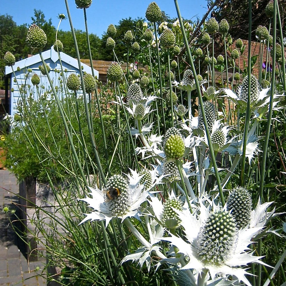 Inspiration for a medium sized classic courtyard full sun garden in Oxfordshire with a vegetable patch.