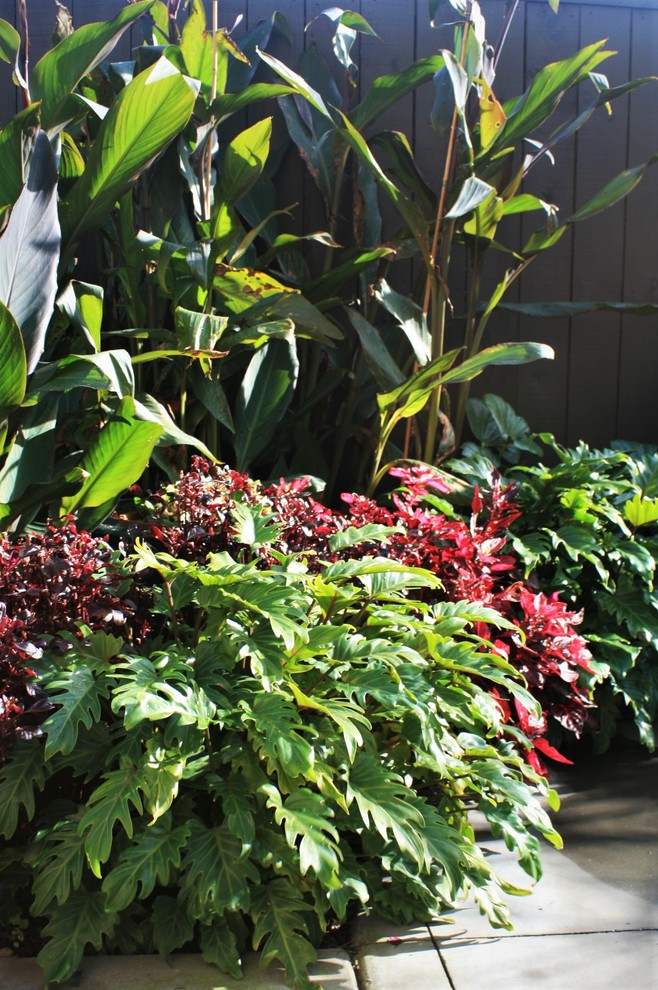 Esempio di un piccolo giardino tropicale esposto a mezz'ombra in cortile con pavimentazioni in cemento