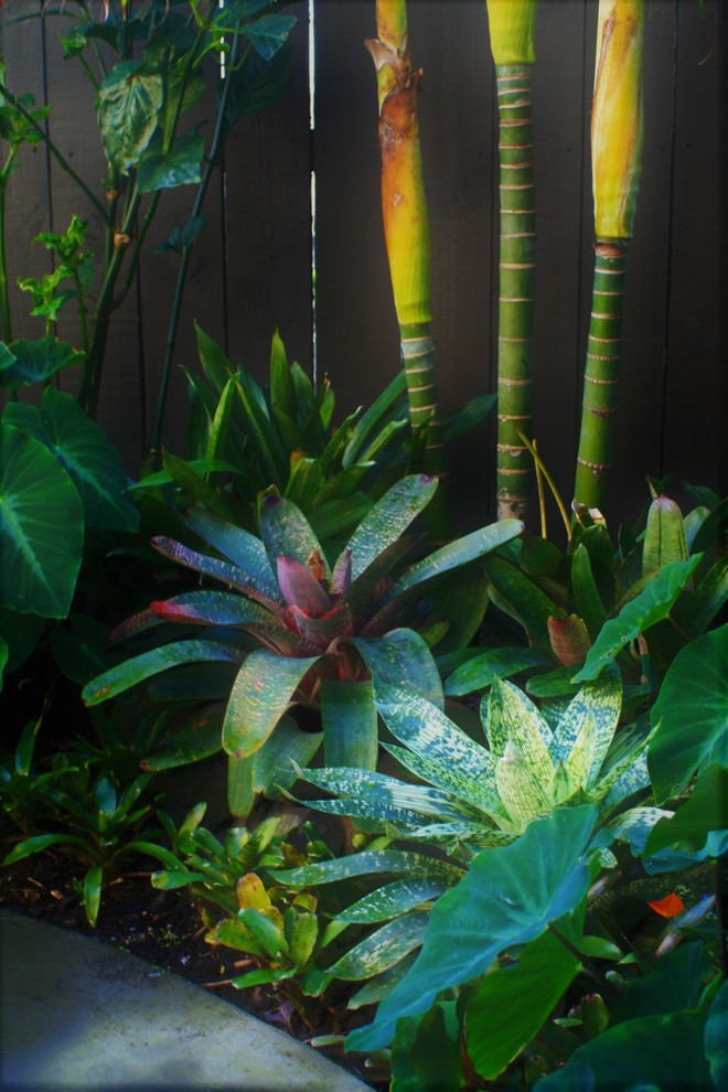 Idee per un piccolo giardino tropicale esposto a mezz'ombra in cortile con pavimentazioni in cemento