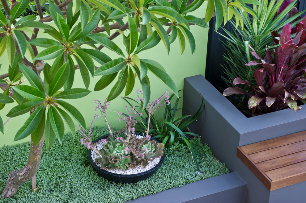 Kleiner Moderner Garten hinter dem Haus mit Kübelpflanzen, direkter Sonneneinstrahlung und Dielen in Perth