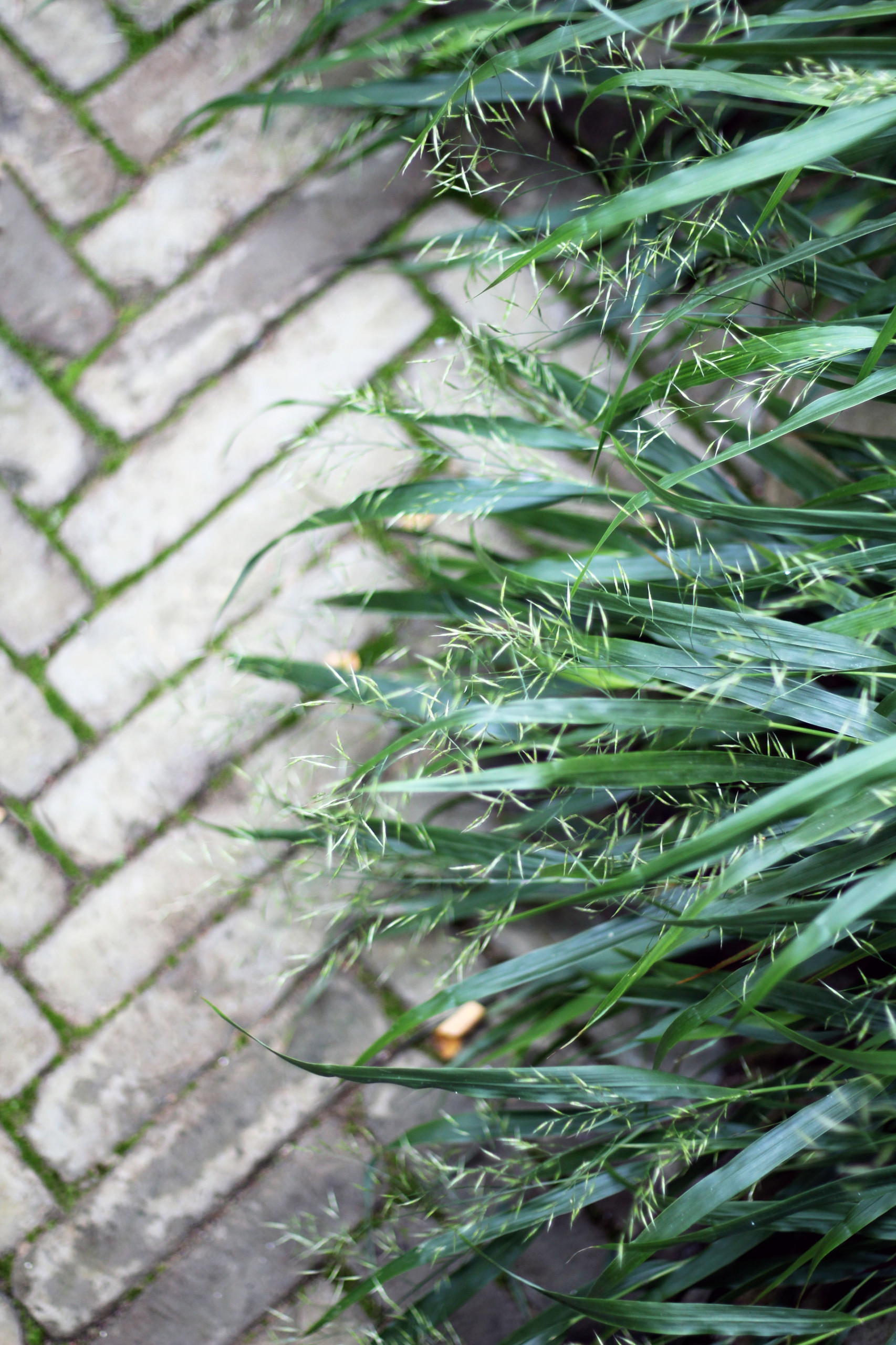 springhetti custom outdoor living on 75 Beautiful Privacy Landscaping Pictures Ideas April 2021 Houzz