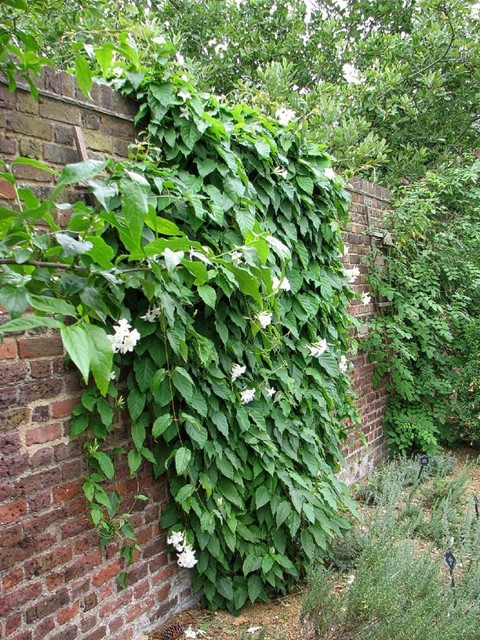 Great Design Plant Chilean Jasmine