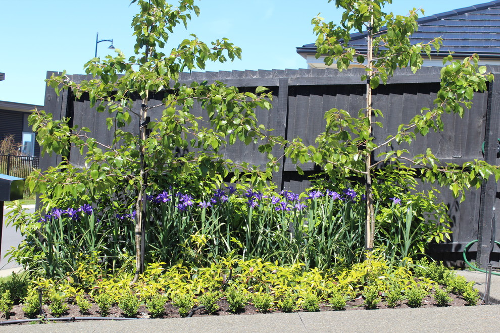 Geometrischer, Mittelgroßer Moderner Garten im Frühling, hinter dem Haus mit direkter Sonneneinstrahlung und Dielen in Christchurch